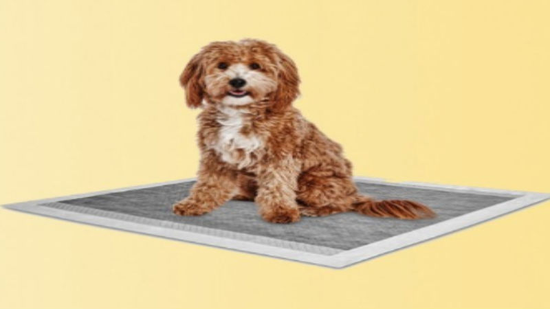 Why New Dog Owners Prefer Puppy Potty Pads for Better Training